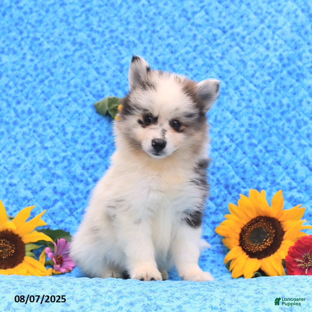 Pomsky dogs for sale: Nugget - Image 2