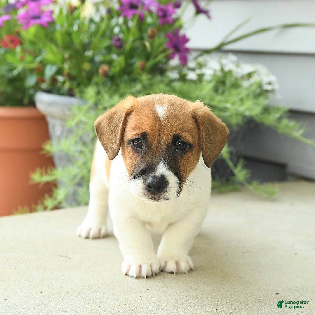 Jack Russell Terrier dogs for sale: Licorice - Image 1
