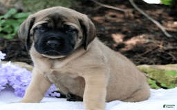 English Mastiff dogs for sale: Bubba - Image 1