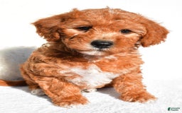  dogs for sale: Rosie - Image 7