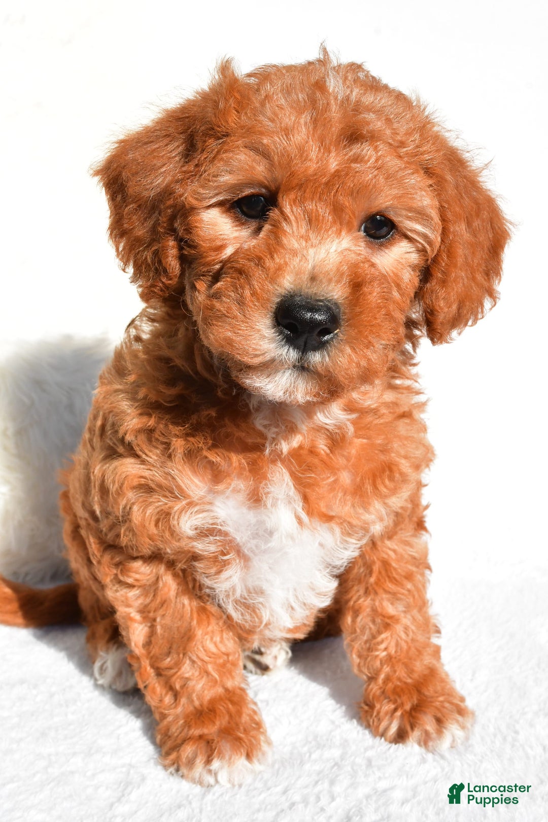  dogs for sale: Rosie - Image 7