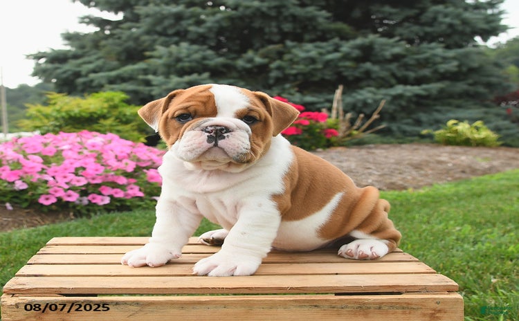 English Bulldog dogs for sale - Ad 3