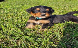 Bernese Mountain Dog dogs for sale: Gunner - Image 4