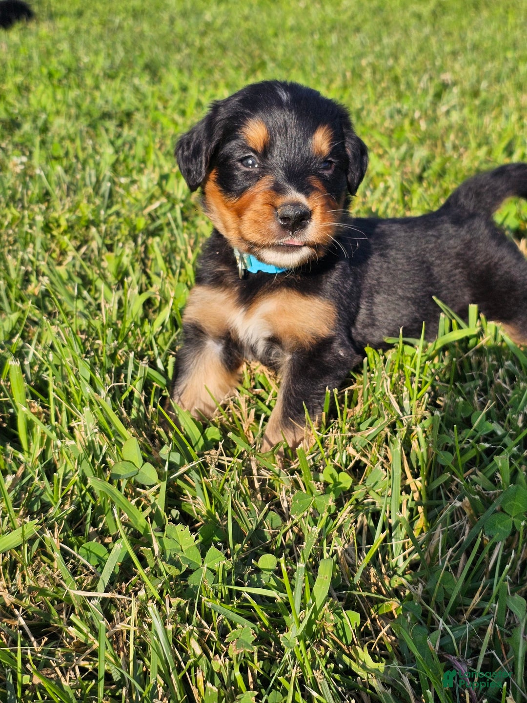 Bernese Mountain Dog dogs for sale: Gunner - Image 4