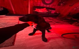 Cane Corso dogs for sale: Madam - Image 1