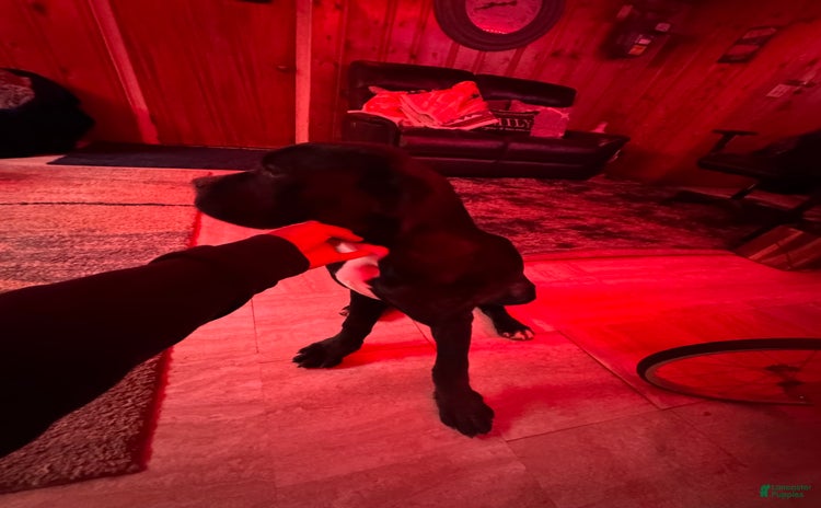 Cane Corso dogs - Advert 24
