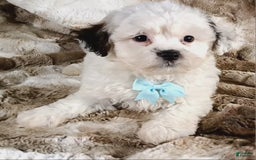 Teddy Bear dogs for sale: Terry - Image 4