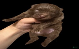 Pomeranian dogs for sale: Twix - Image 1