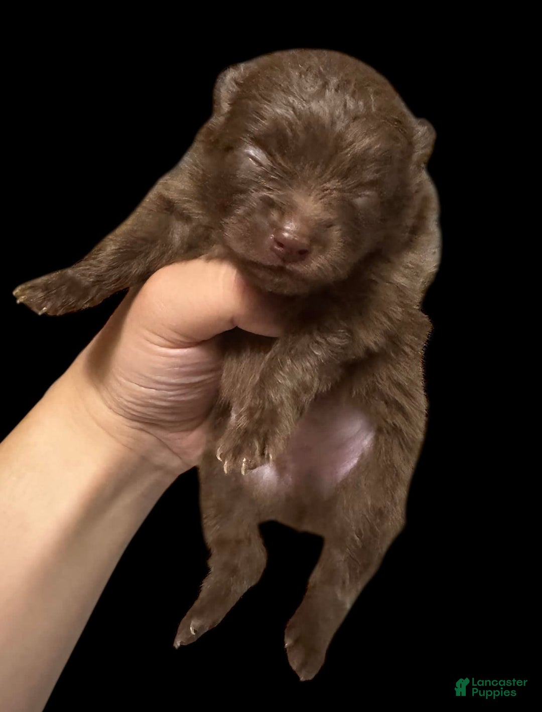 Pomeranian dogs for sale: Twix - Image 1