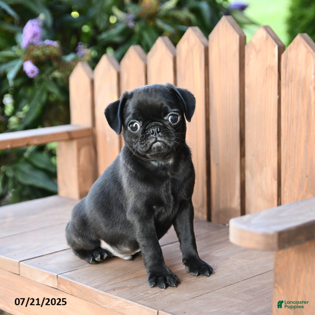 Pug dogs for sale: Marco - Image 2