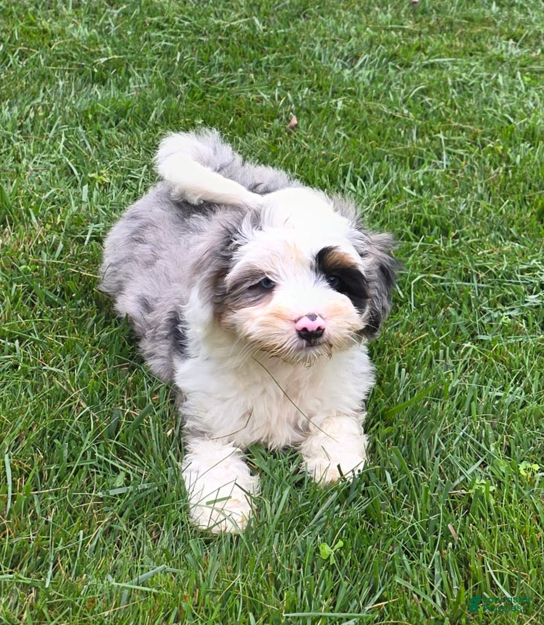 Mini Bernedoodle dogs for sale: Diamond - Blue Eyes - Image 5