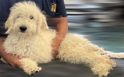 Goldendoodle dogs for sale: Sue - Image 4