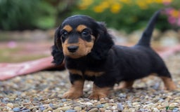 Miniature Dachshund dogs for sale: Dory - Image 4