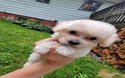 Bichpoo dogs for sale: Tatiana - Image 6