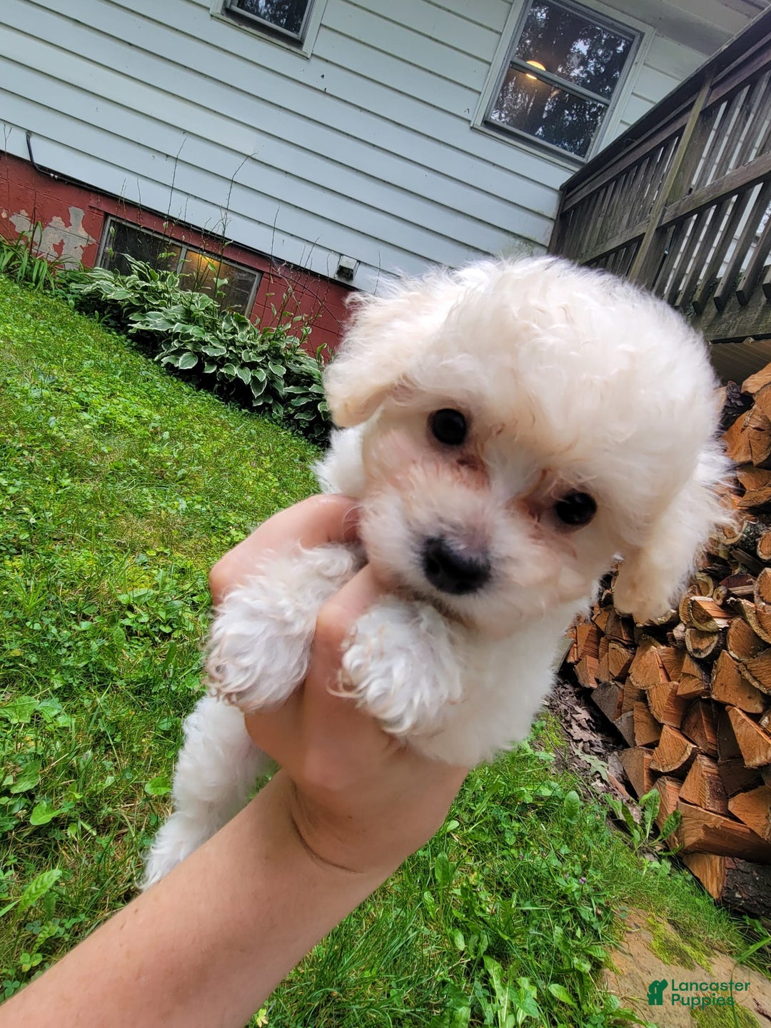 Bichpoo dogs for sale: Tatiana - Image 6