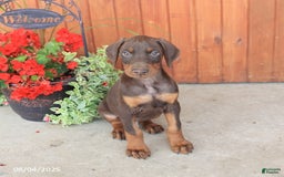 Doberman Pinscher dogs for sale: Dante - Image 5