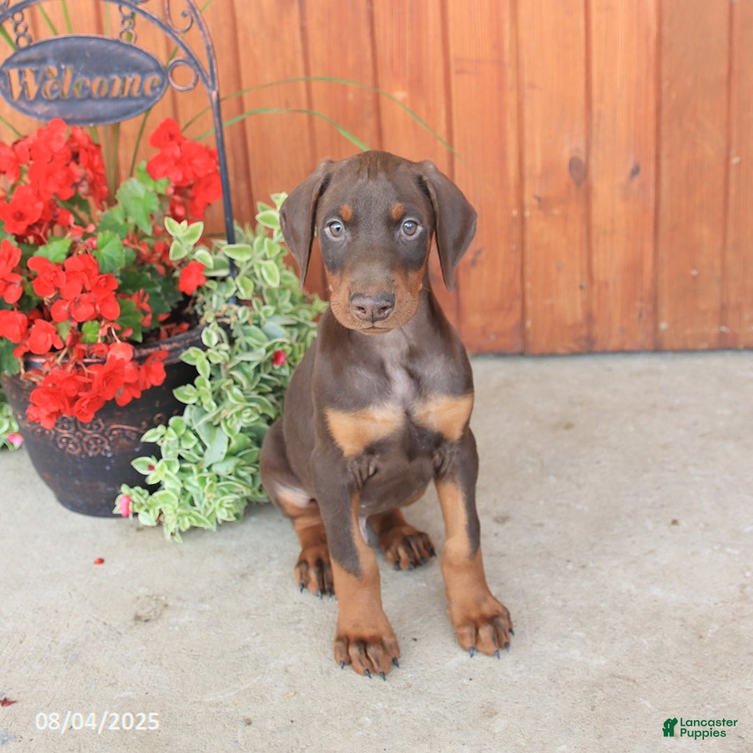 Doberman Pinscher dogs for sale: Dante - Image 5