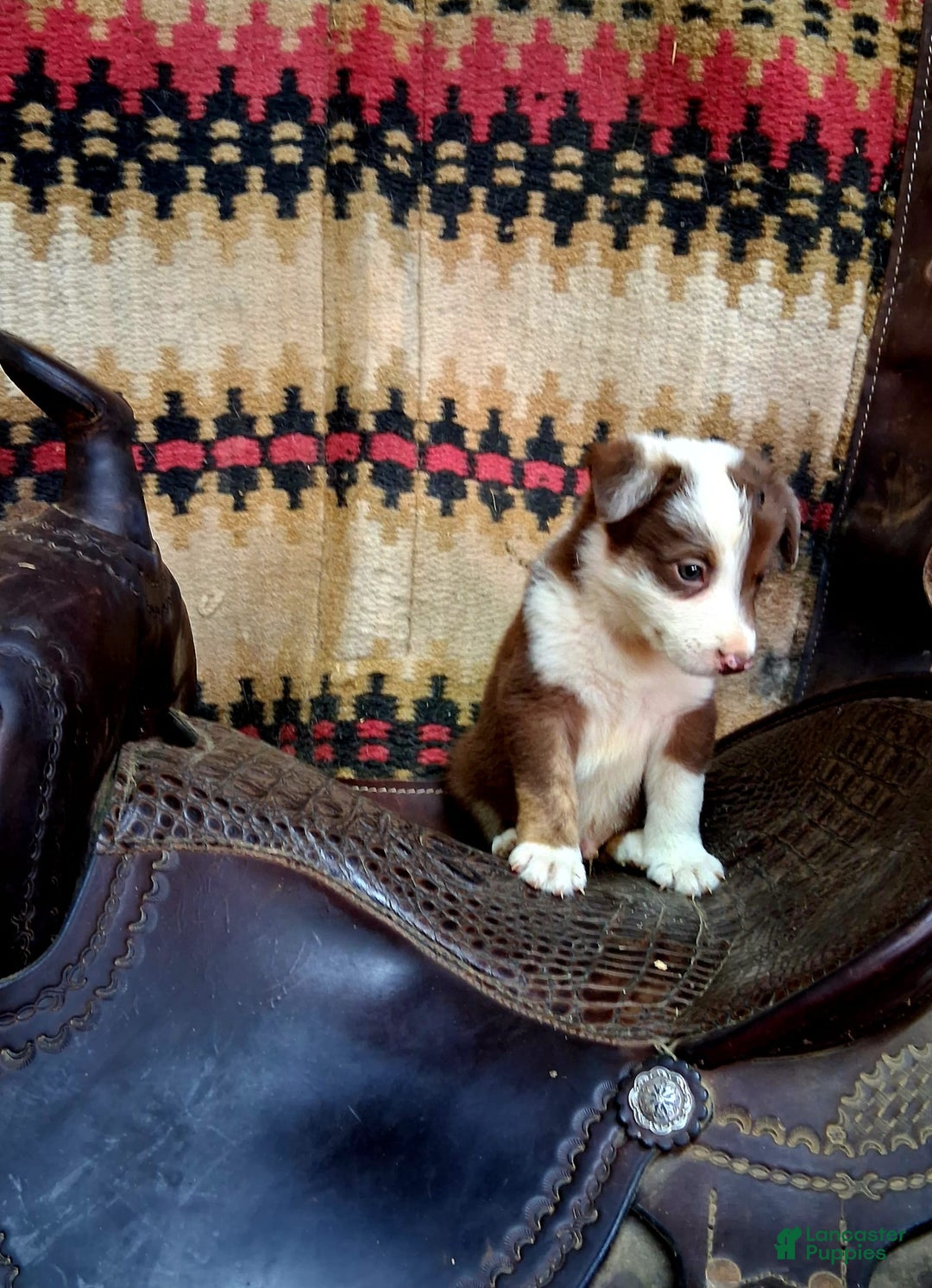 Border Collie dogs for sale: Border Collie 3 puppies - Image 6