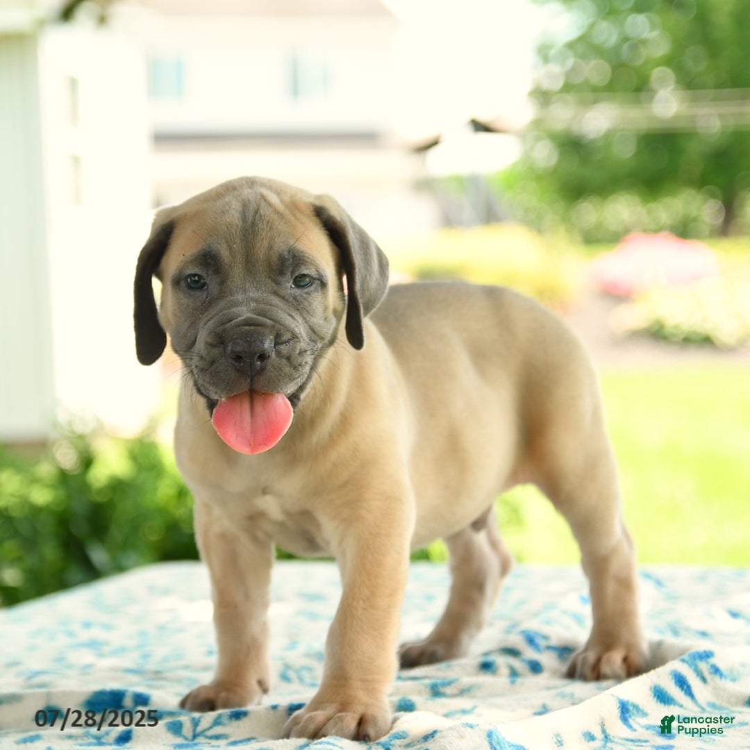 Cane Corso dogs for sale: Henrique - Image 4