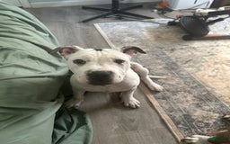American Pit Bull Terrier dogs for sale: Jazzy - Image 2