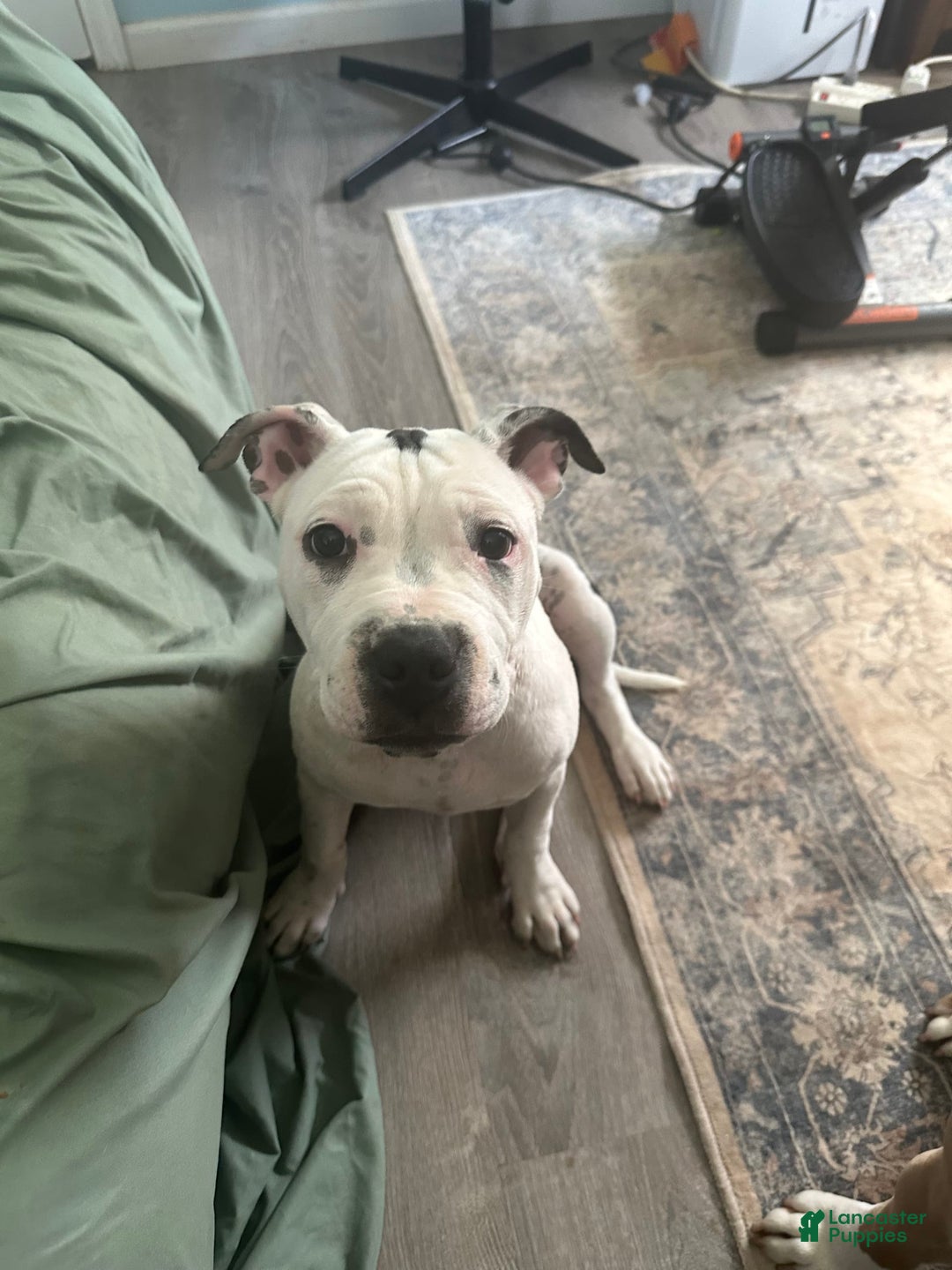 American Pit Bull Terrier dogs for sale: Jazzy - Image 2