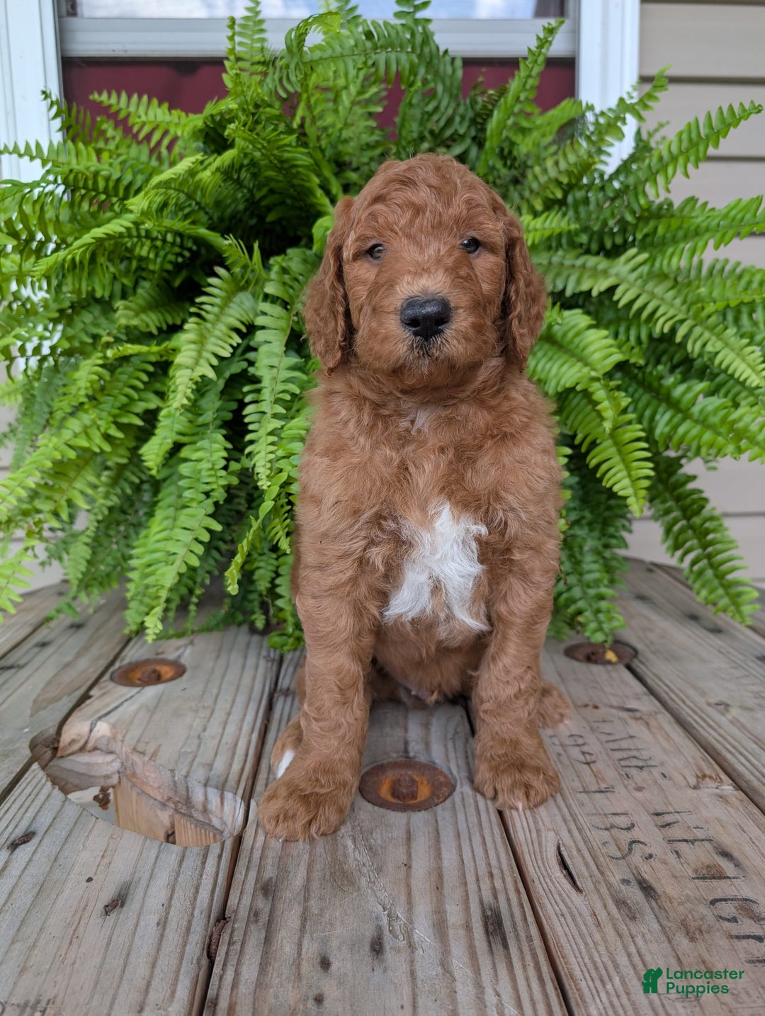 Goldendoodle dogs for sale: Teddy - Image 4