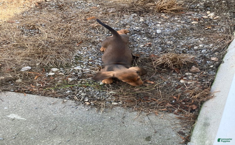 Miniature Dachshund dogs for sale - Ad 2