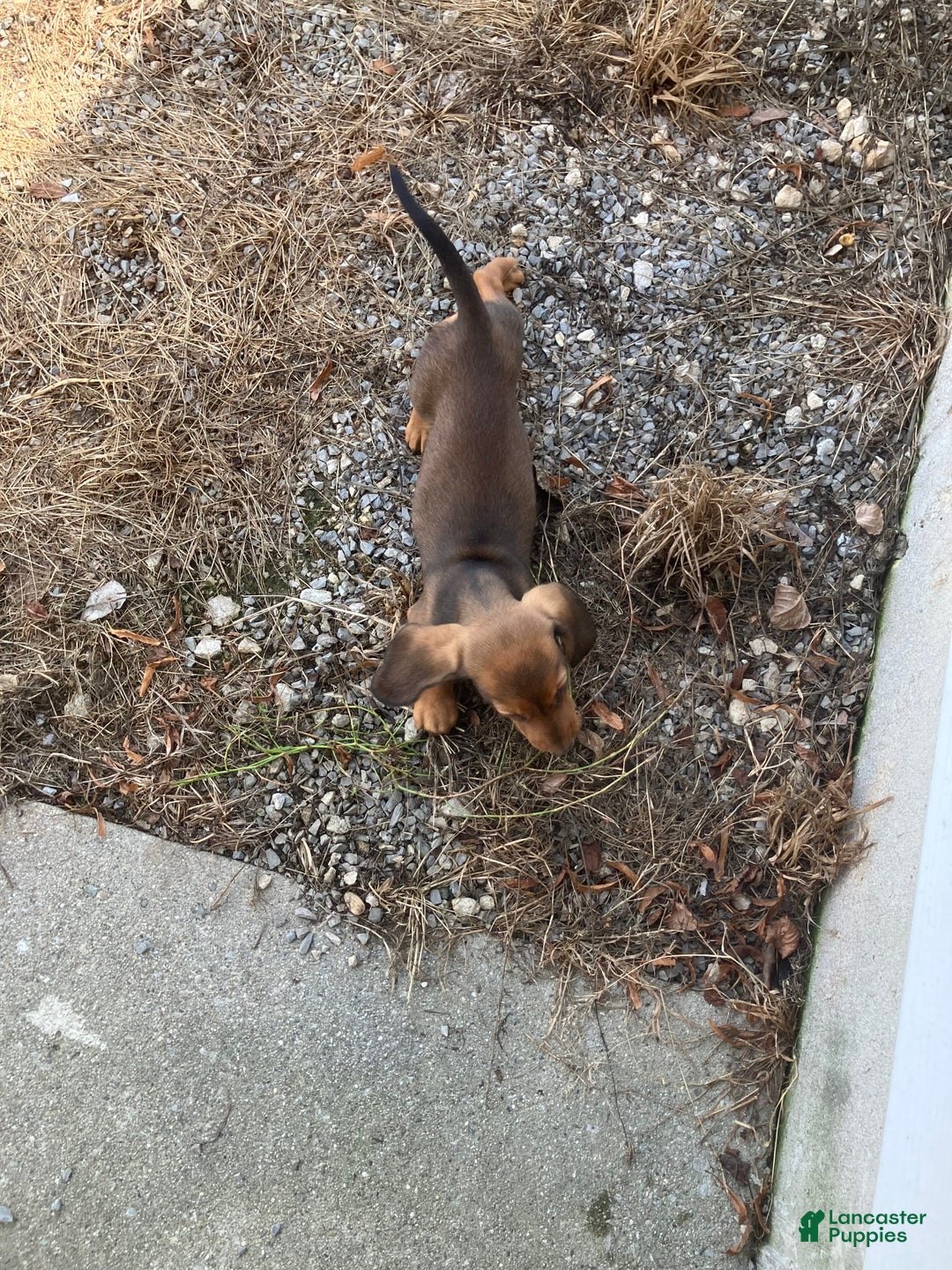 Miniature Dachshund dogs for sale: Jesse - Image 1