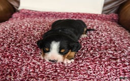 Greater Swiss Mountain Dog dogs for sale: Forest - Image 1