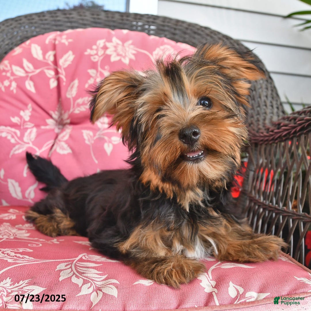 Yorkshire Terrier dogs for sale: Lilac - Image 8