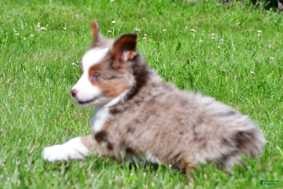 Miniature Australian Shepherd dogs for sale: Noah - Image 8