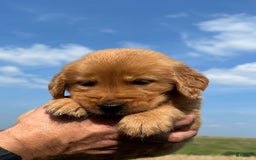 Golden Retriever dogs for sale: Copper - Image 29