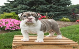 English Bulldog dogs for sale: Sydney - Image 4