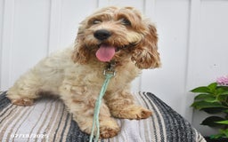 Cockapoo dogs for sale: Frisky - Image 1