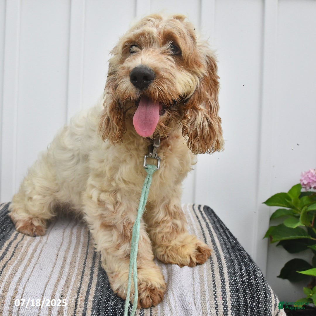 Cockapoo dogs for sale: Frisky - Image 1