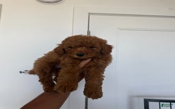 Miniature Poodle dogs for sale: Cody - Image 3