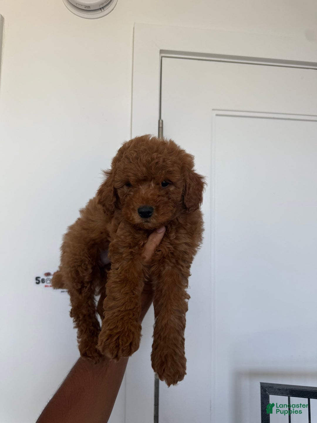 Miniature Poodle dogs for sale: Cody - Image 3