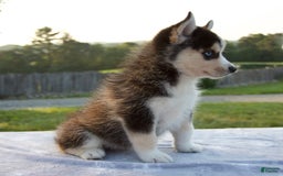 Pomsky dogs for sale: Thunder - Image 2