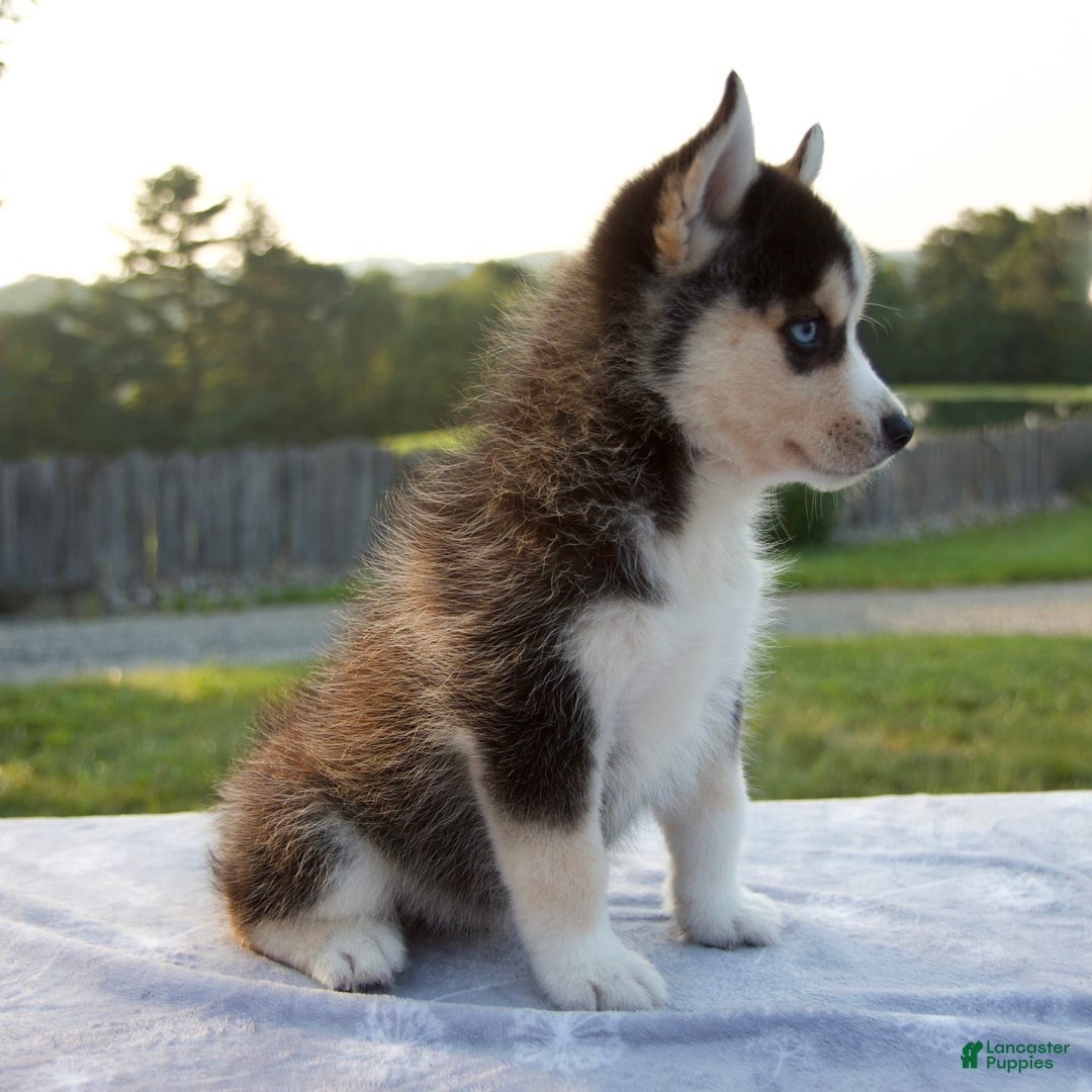 Pomsky dogs for sale: Thunder - Image 2
