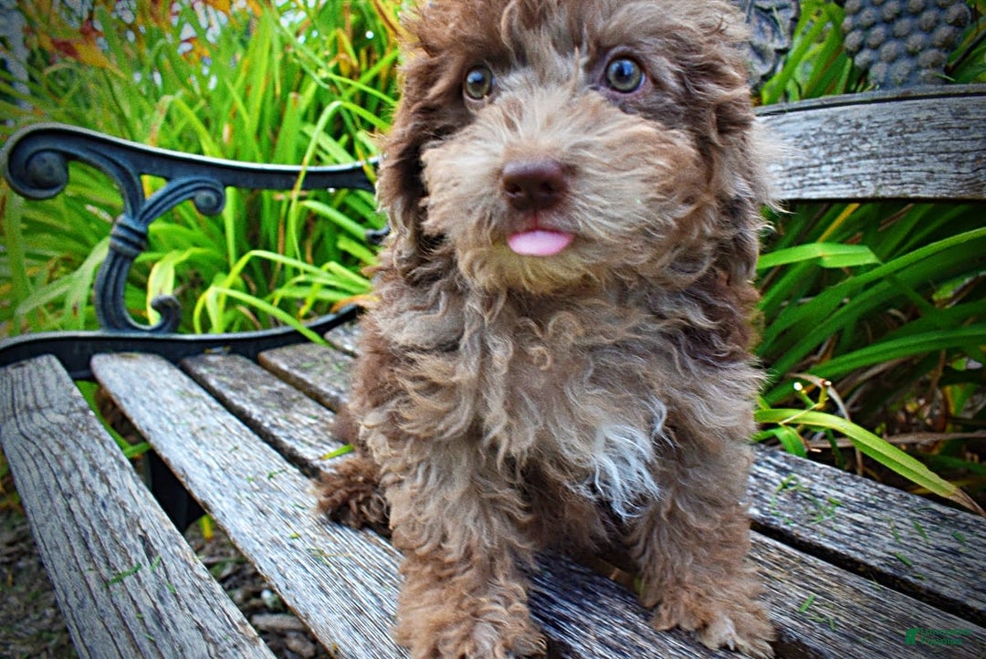 Havapoo dogs for sale: Bentley - Image 3