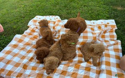 Mini Goldendoodle dogs for sale: Cooper - Image 16