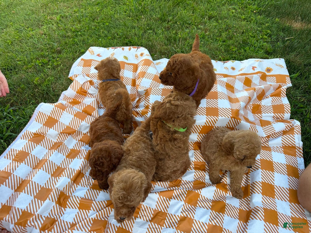 Mini Goldendoodle dogs for sale: Cooper - Image 16
