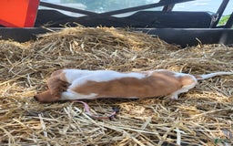 Basset Hound dogs for sale: Mable - Image 4