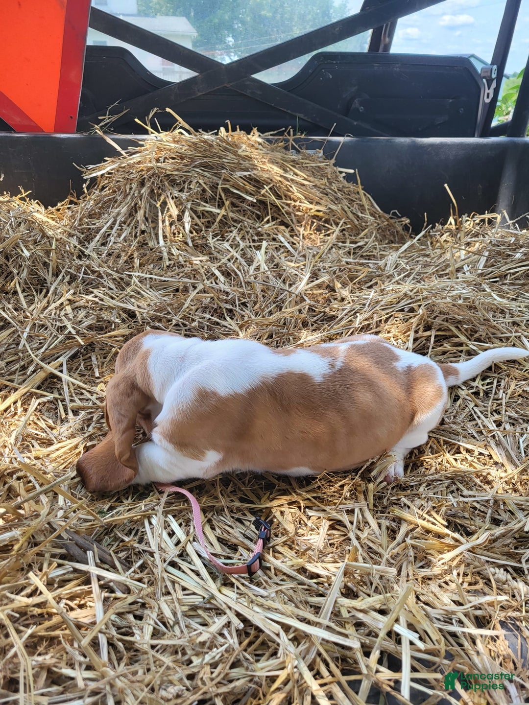 Basset Hound dogs for sale: Mable - Image 4