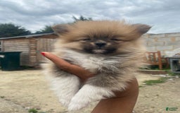 Pomeranian dogs for sale: Molly - Image 6