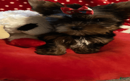 Yorkshire Terrier dogs for sale: Princess Bella Marie - Image 4