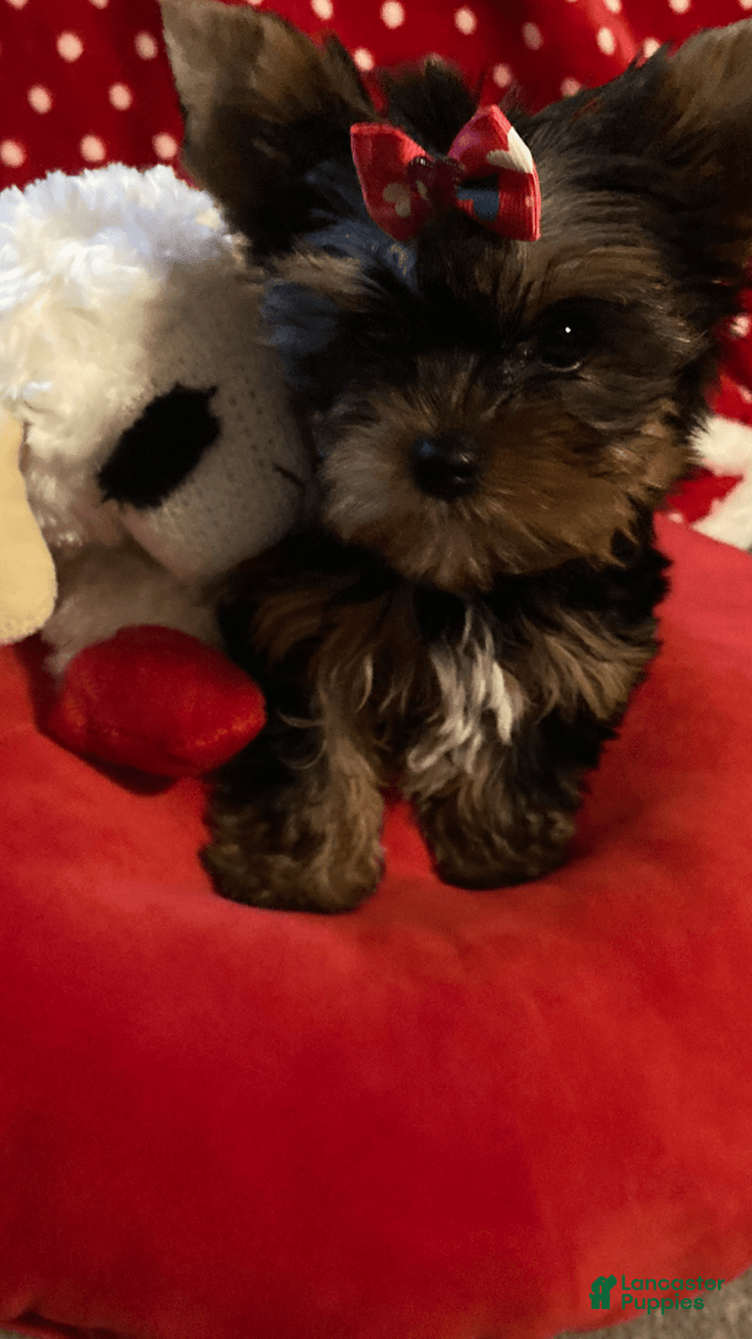 Yorkshire Terrier dogs for sale: Princess Bella Marie - Image 4