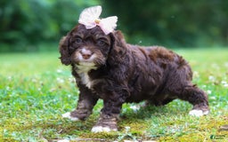 Cockapoo dogs for sale: Precious - Image 16