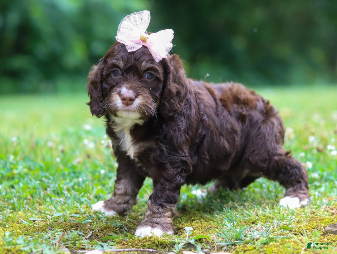 Cockapoo dogs for sale: Precious - Image 16