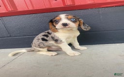 Beaglier dogs for sale: Alec - Image 2